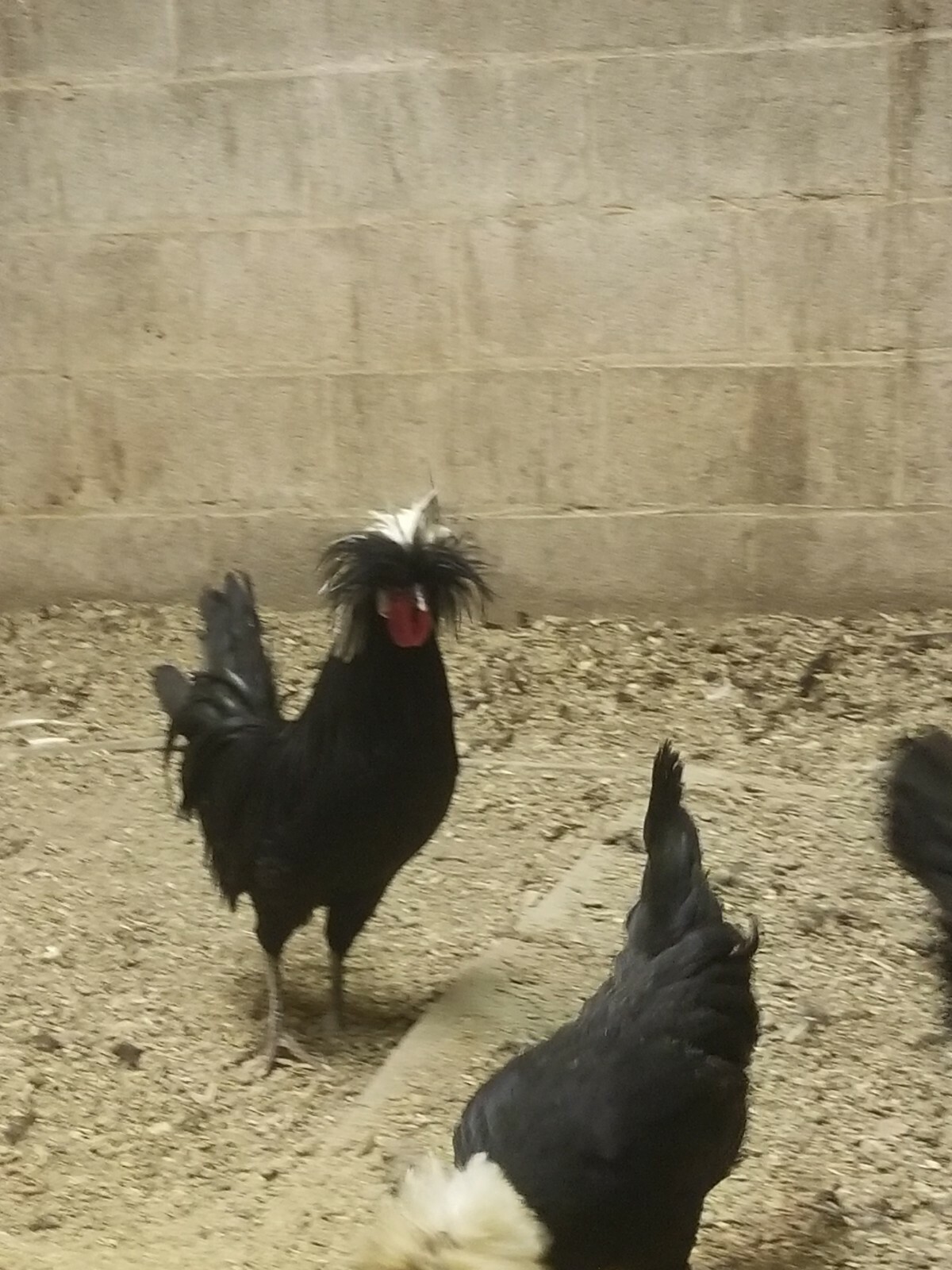 DOZEN White Crested Black Polish Hatching Eggs - Chicken
