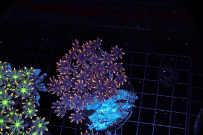 Orange Tip Cloves Colony WYSIWYG - SAQ Coral Farm