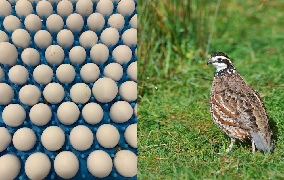 250+ Northern Bobwhite Quail Fertile Hatching Eggs! NPIP Cert - FREE SHIPPING