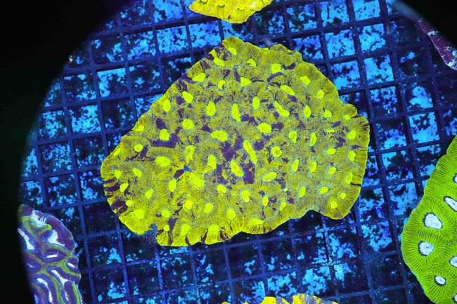 Radioactive Favia Colony WYSIWYG - SAQ Coral Farm