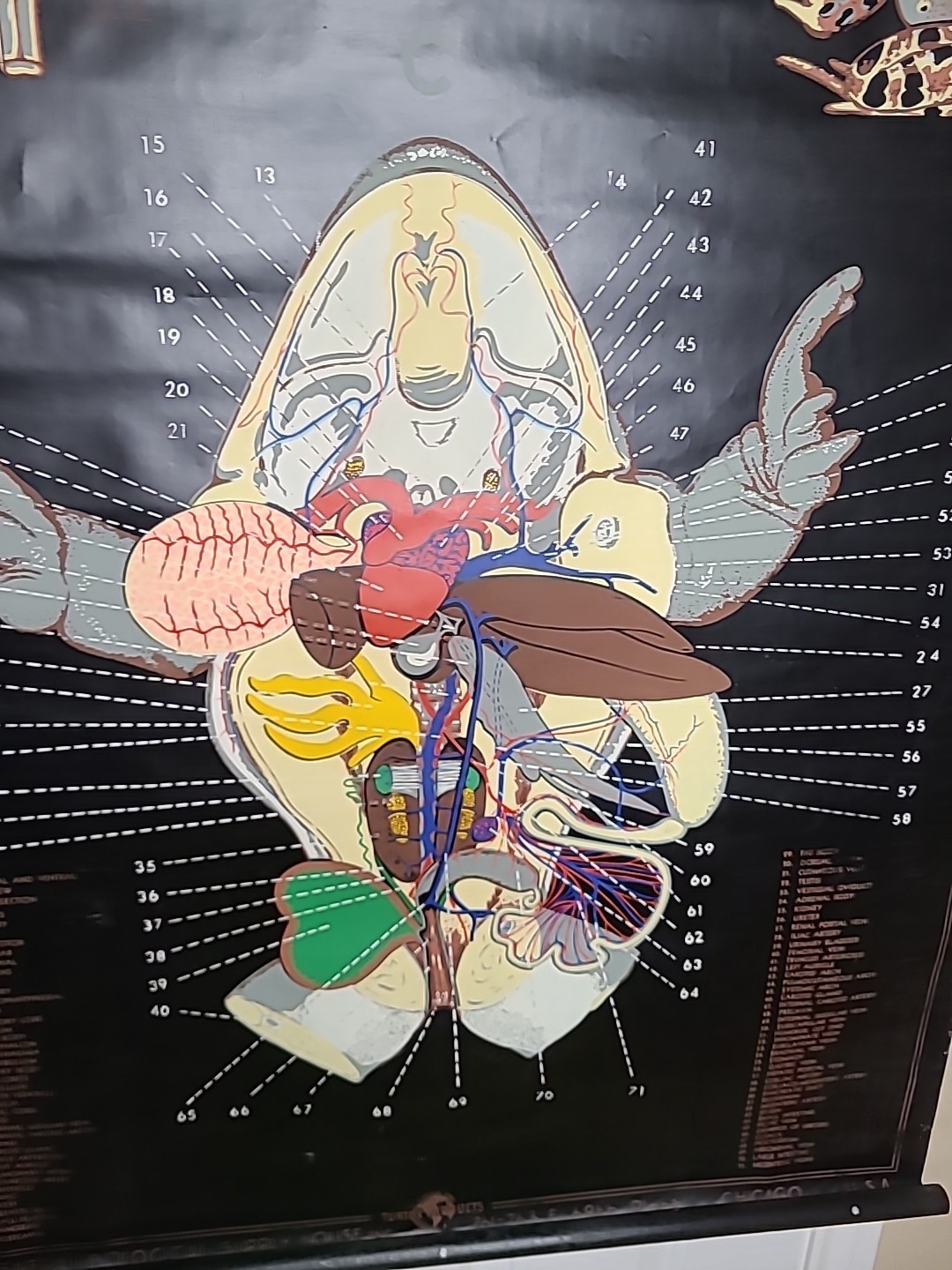 1938 Turtox Products Pull Down Anatomy Chart FROG Chicago USA 30" X 40" GUC