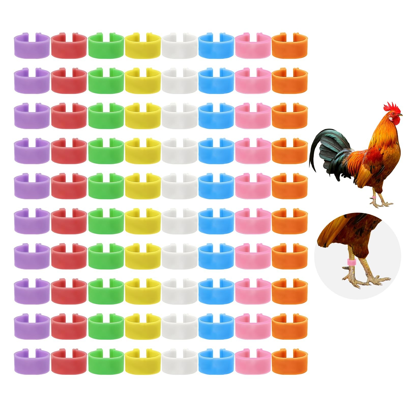 Chicken Leg Bands Colorful Poultry Identification Ring for Chickens,Ducks,Quails