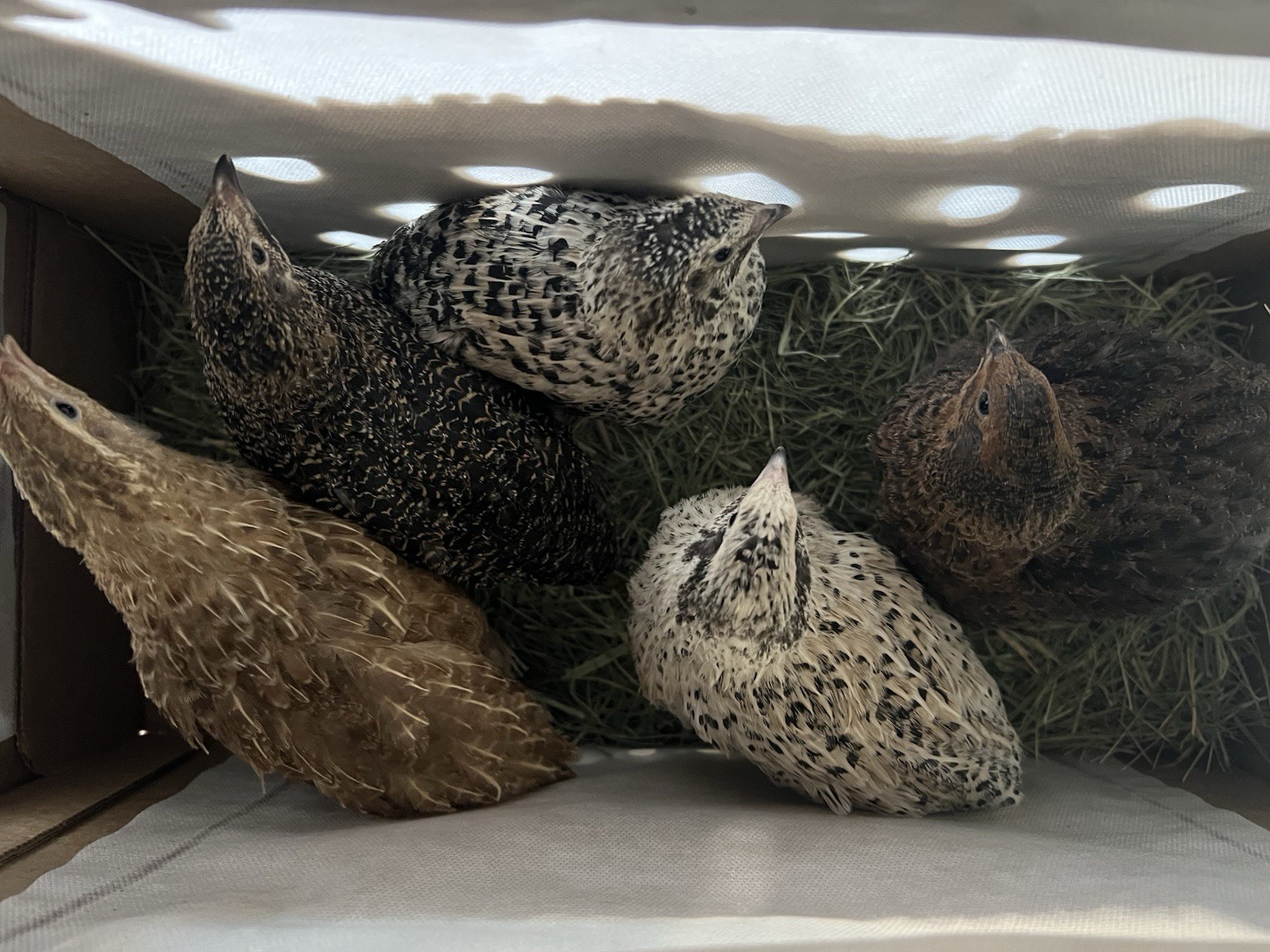 36 Party pack  mix count Coturnix hatching eggs