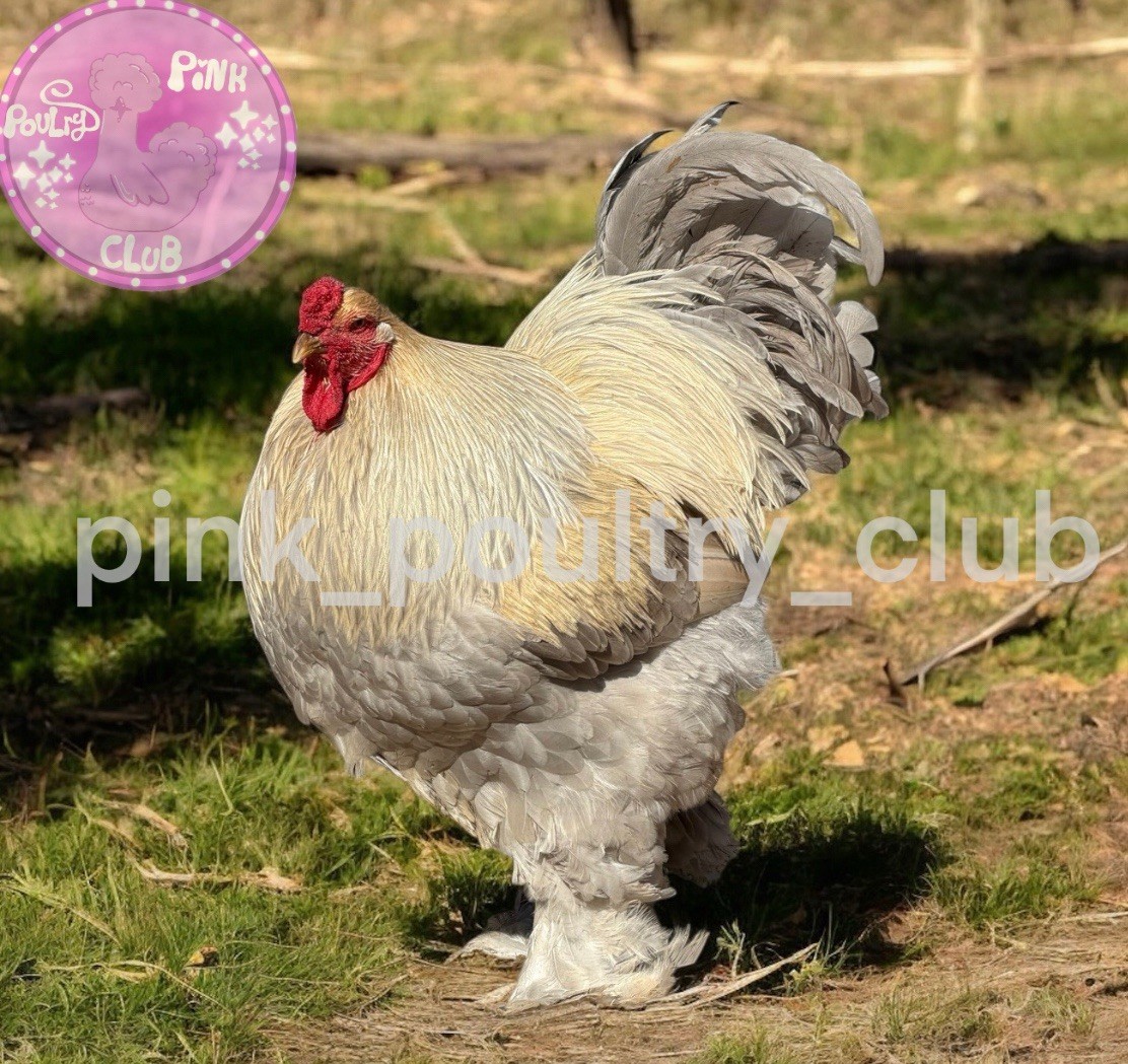 6 RARE high quality Isabella Brahma hatching eggs beautiful lavender chickens