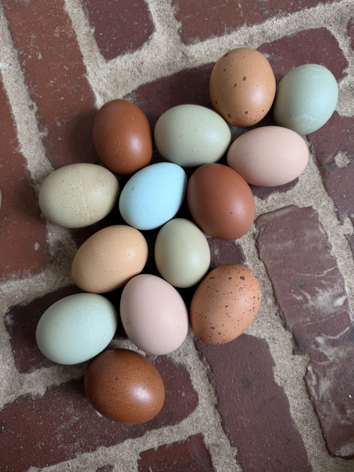🐣 12 Gorgeous Rainbow Hatching Eggs – Bloomy, Bright Blue & Green, Coffee 🐣