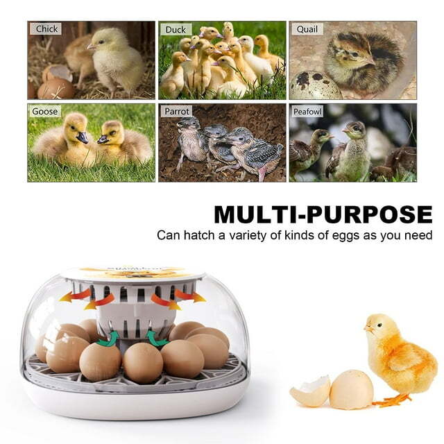 12 Egg Incubator for Hatching Eggs with Automatic Egg Turning Temperature