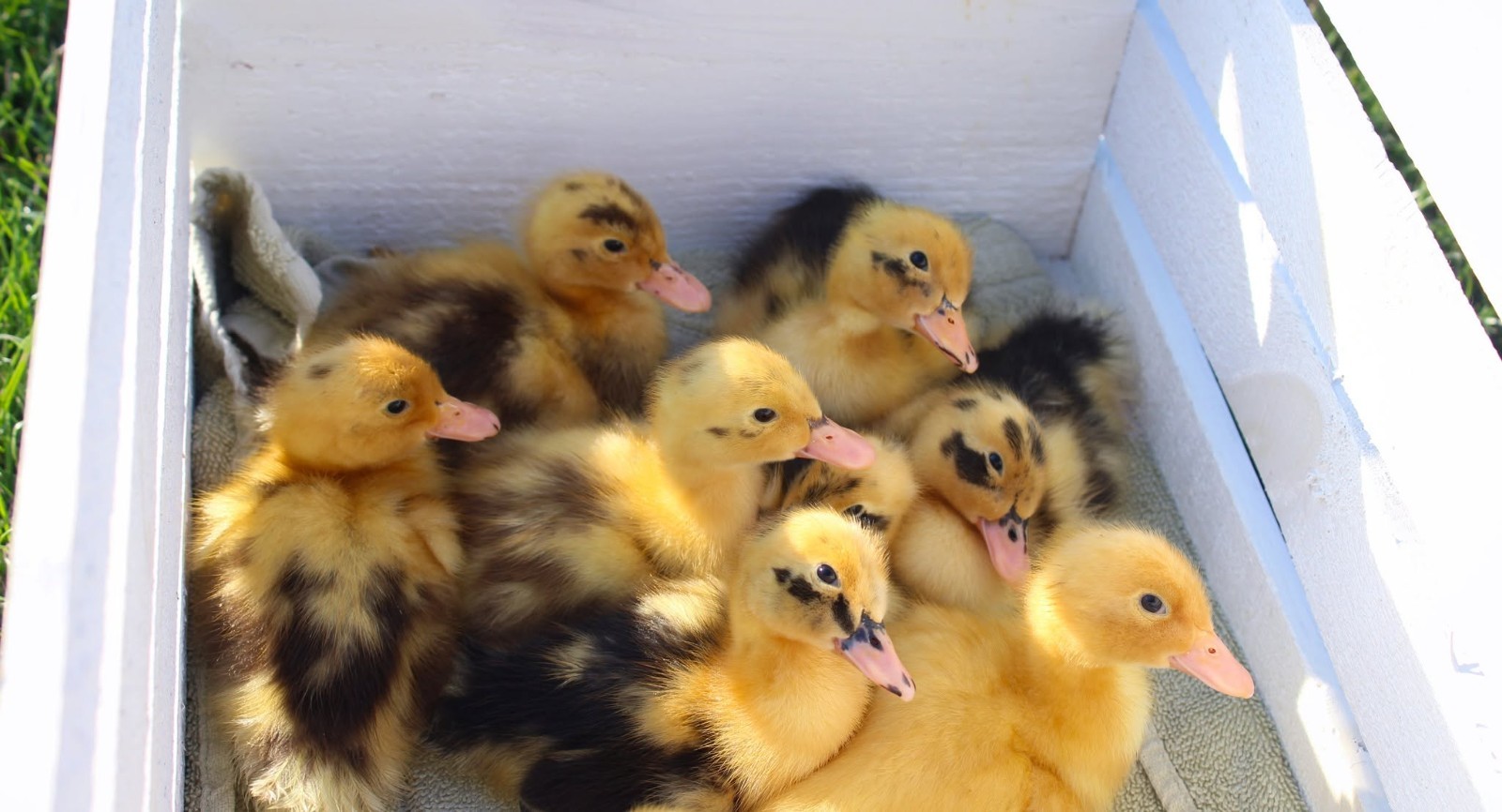 Half Dozen Ancona Duck Hatching Eggs-PA Shipping Only