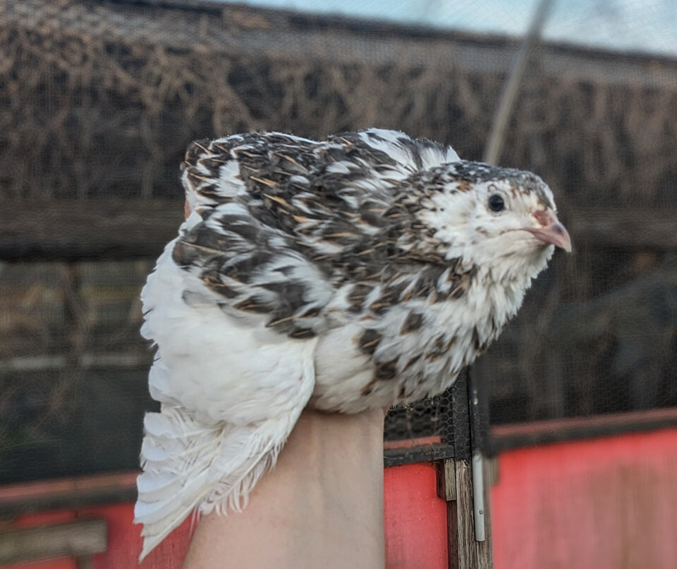 35 ++ Rainbow Coturnix Quail Hatching Eggs