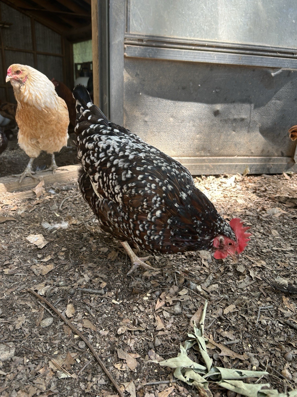 BYM Large Fowl Dozen Hatching Eggs