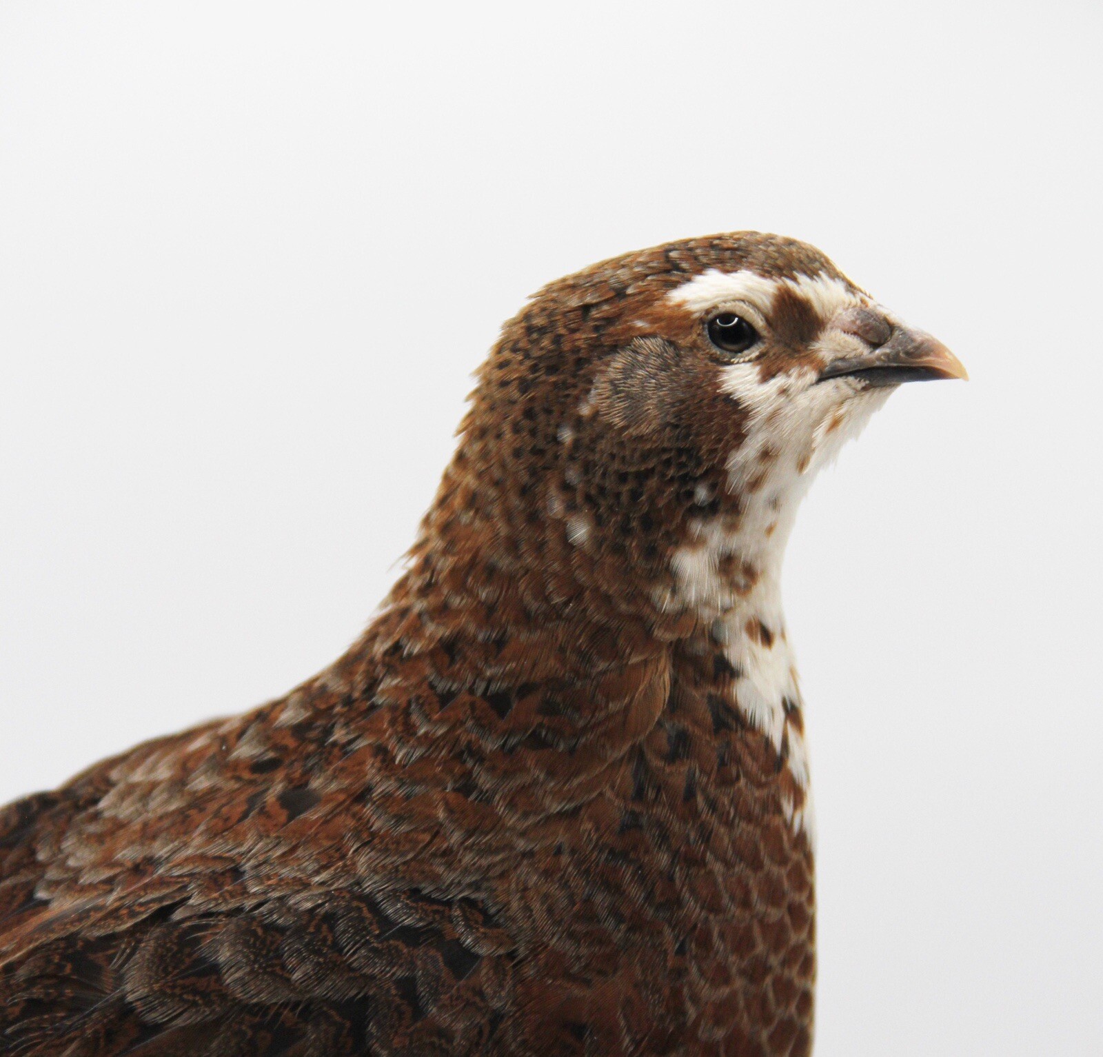 6++ Celadon Coturnix Quail Hatching Eggs - Blue Egg Layers