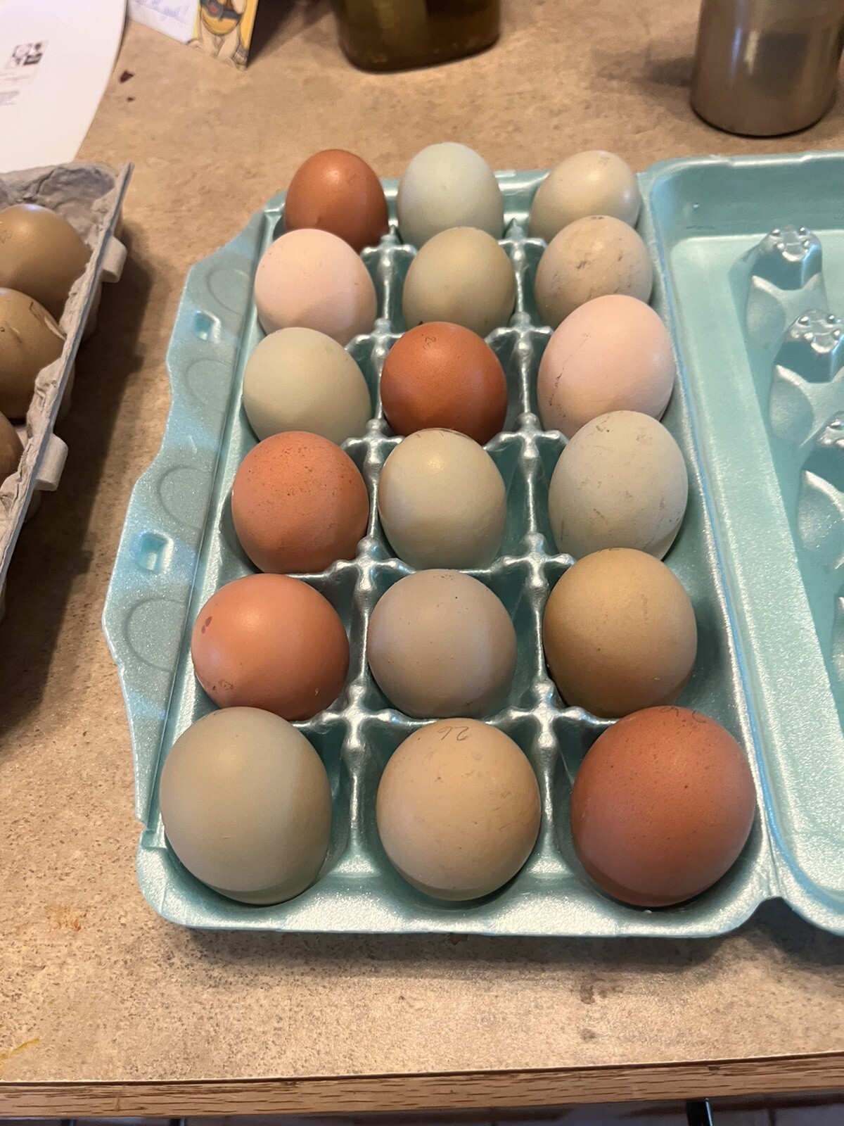 Hatching Eggs RAINBOW LAYERS / OLIVE EGGERS 10+2 NPIP Pure Breeds possible Dozen