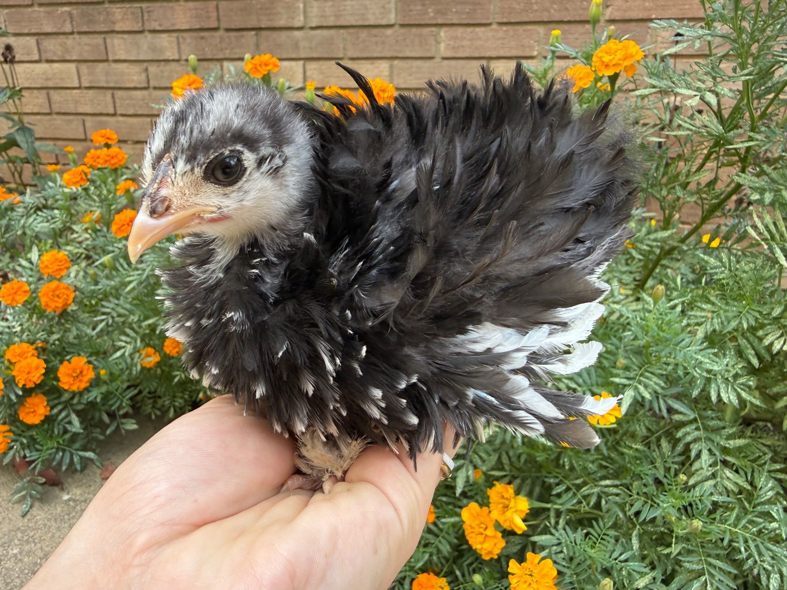 2 Fertile Hatching Chicken Eggs - Leghorn, Maran, Plymouth Rock, frizzle, polish