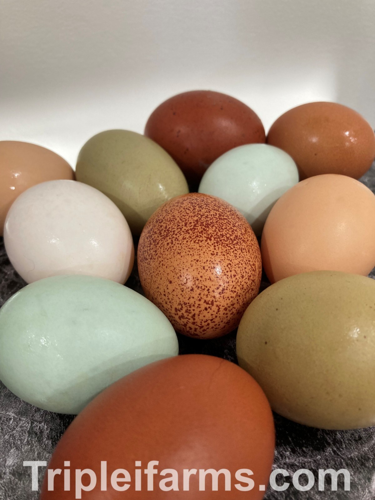 12+ ~ RAINBOW EGGERS ~COLORED Egg Assortment~ Fertile Chicken Hatching Eggs A+++
