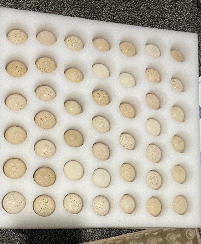 36+4 Fresh Chukar Partridge Hatching Eggs