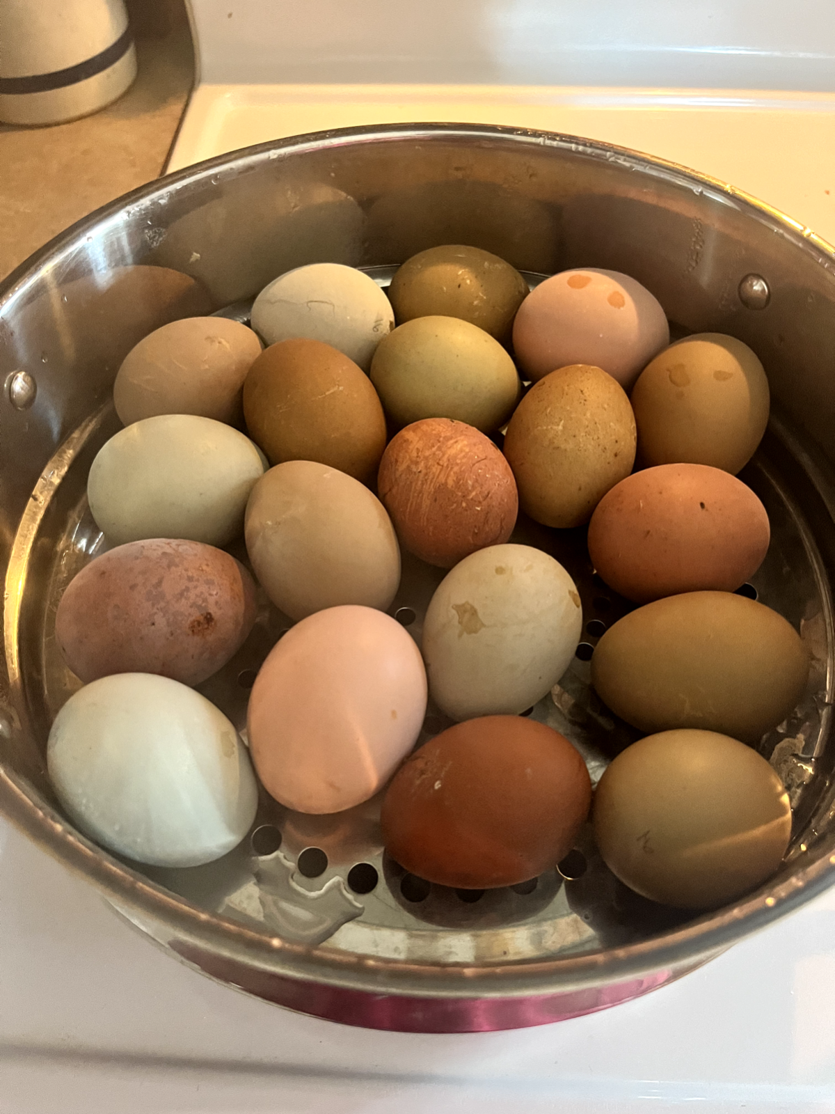 3 Fresh and Fertile Rainbow Hatching Eggs Olive Cemani Rare Colors