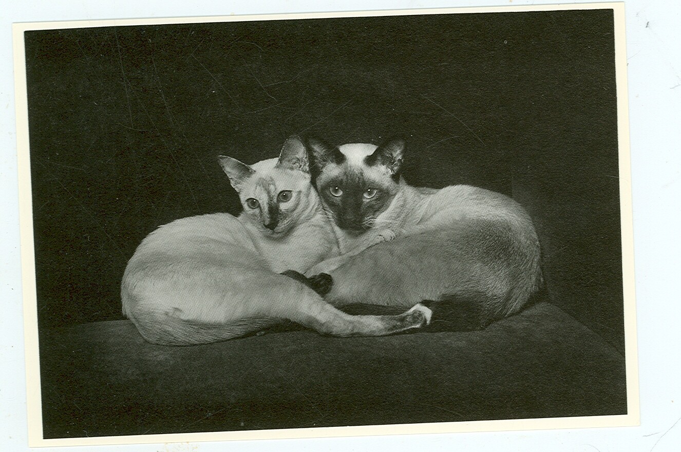 CAT-"LOTJE & TOMMIE"-SIAMESE--B/W-4"X6"-1979-(CAT-49*)