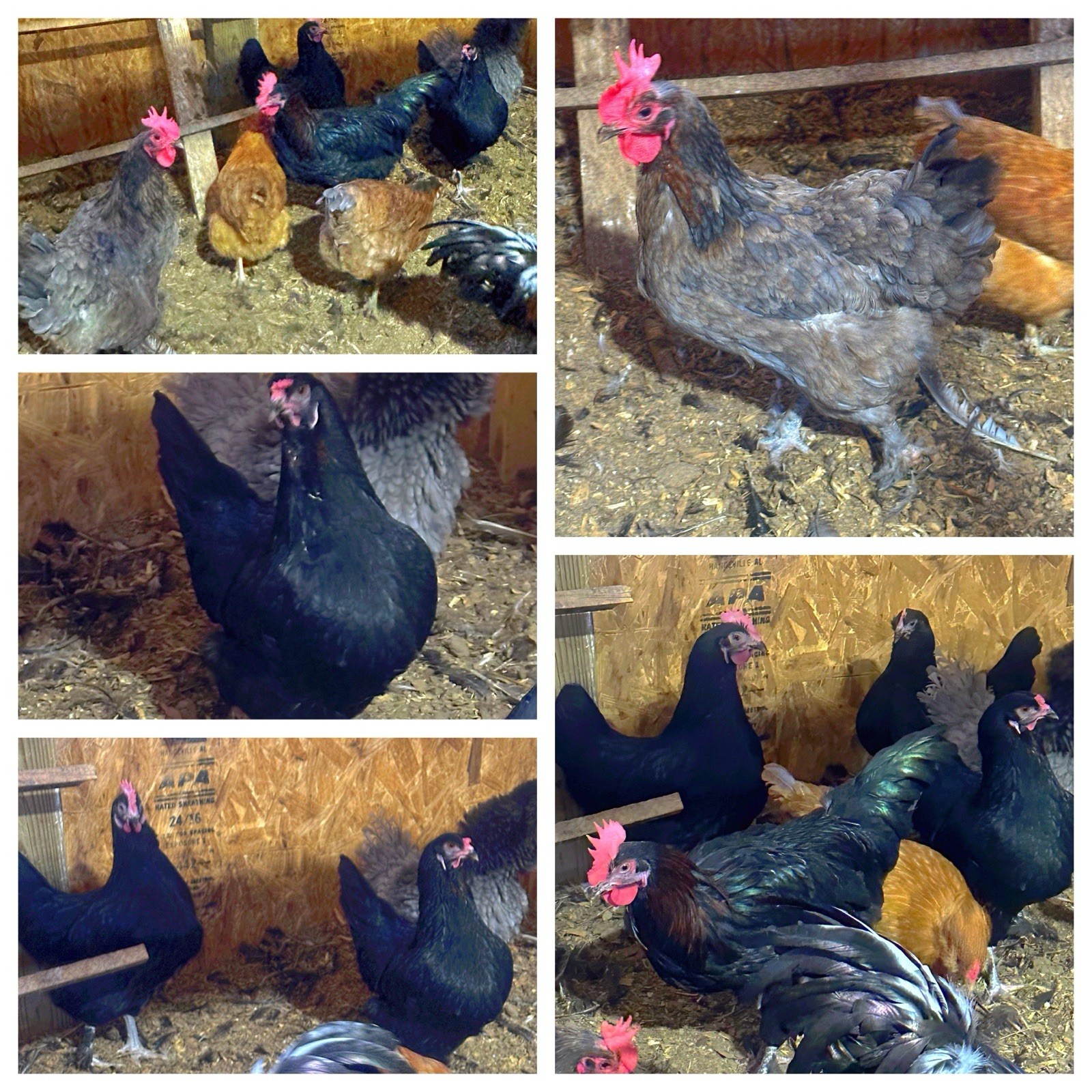 3 Lavender Ameraucana & 3 Easter Egger/Copper Maran Mix Hatching Eggs (NPIP)