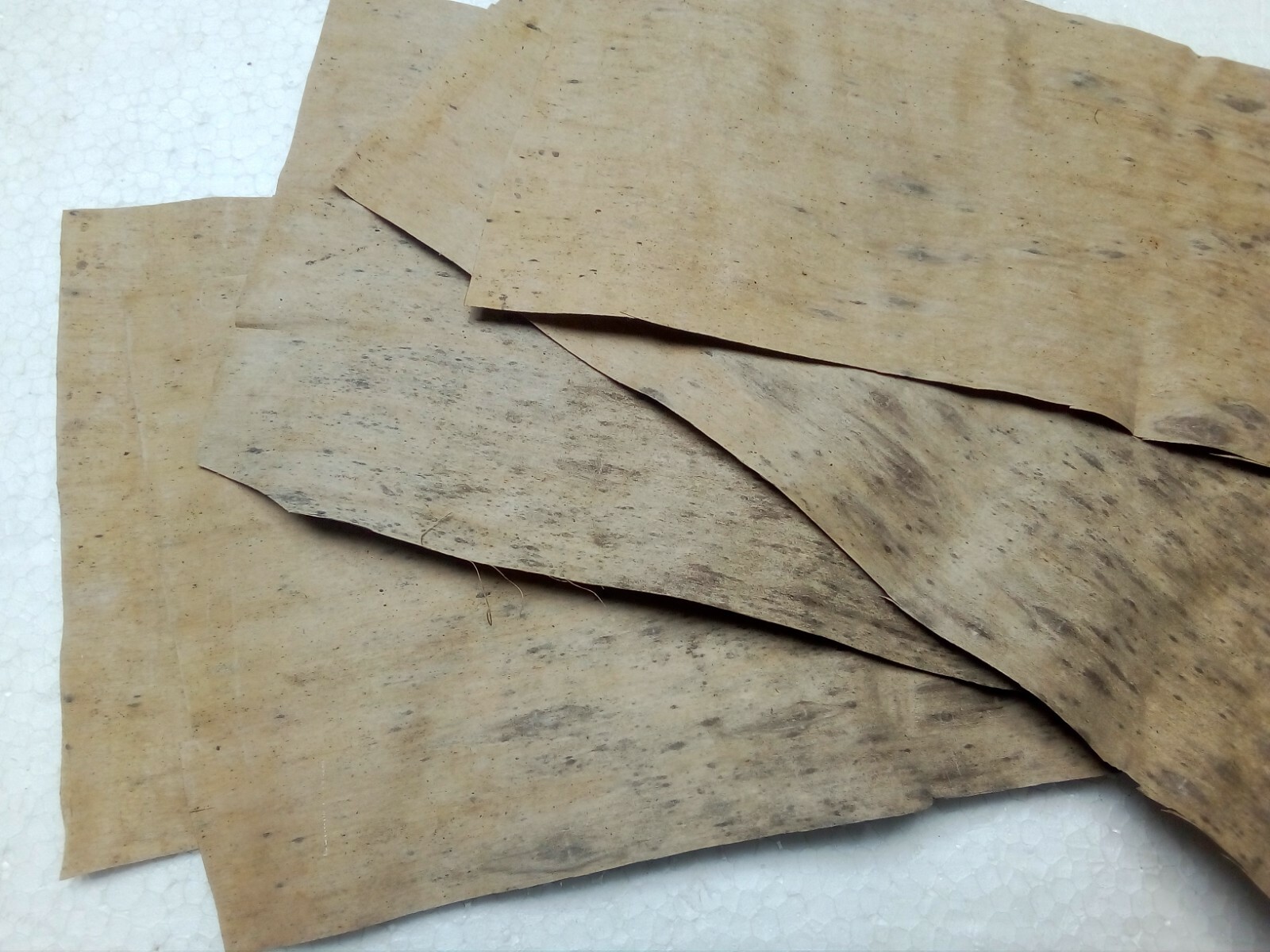 Fish Aquarium Biofilm Shrimp Cleaning 10 Pcs Dried Natural Organic Banana Leaves