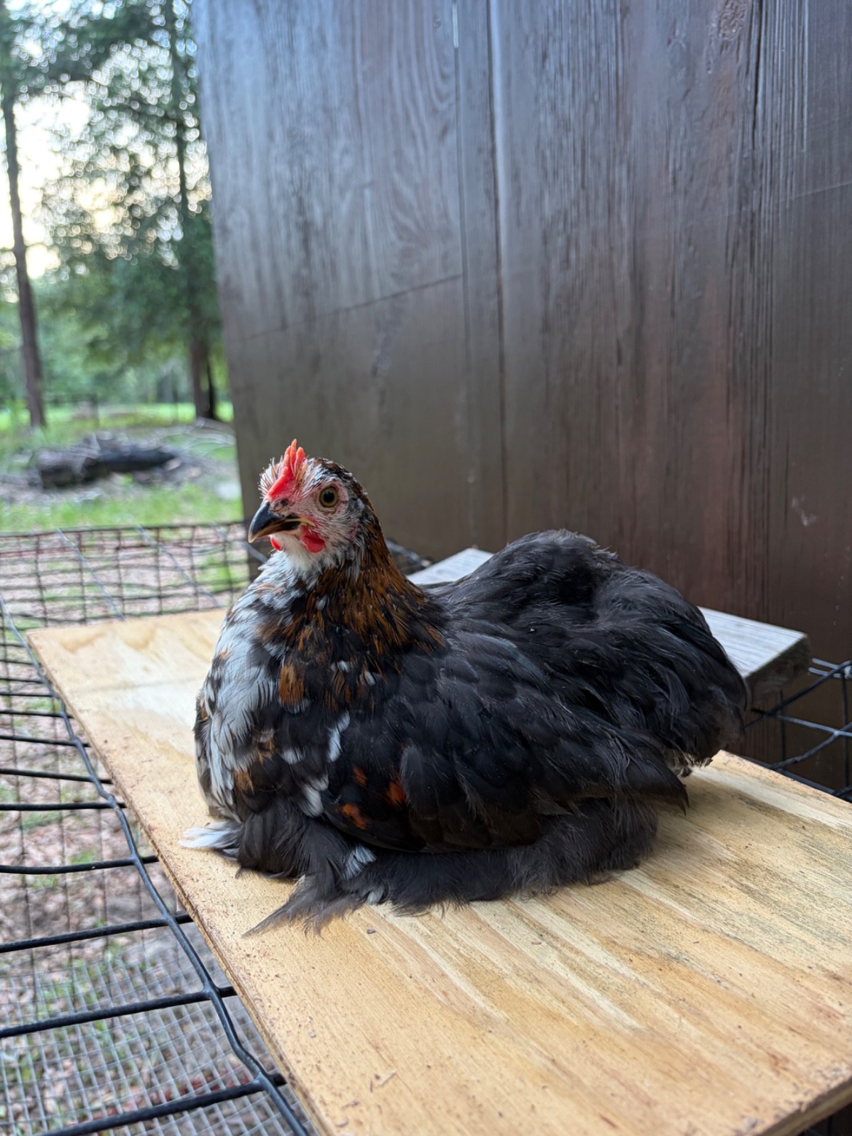 6+ Calico Cochin Bantam Hatching Eggs! 🐥