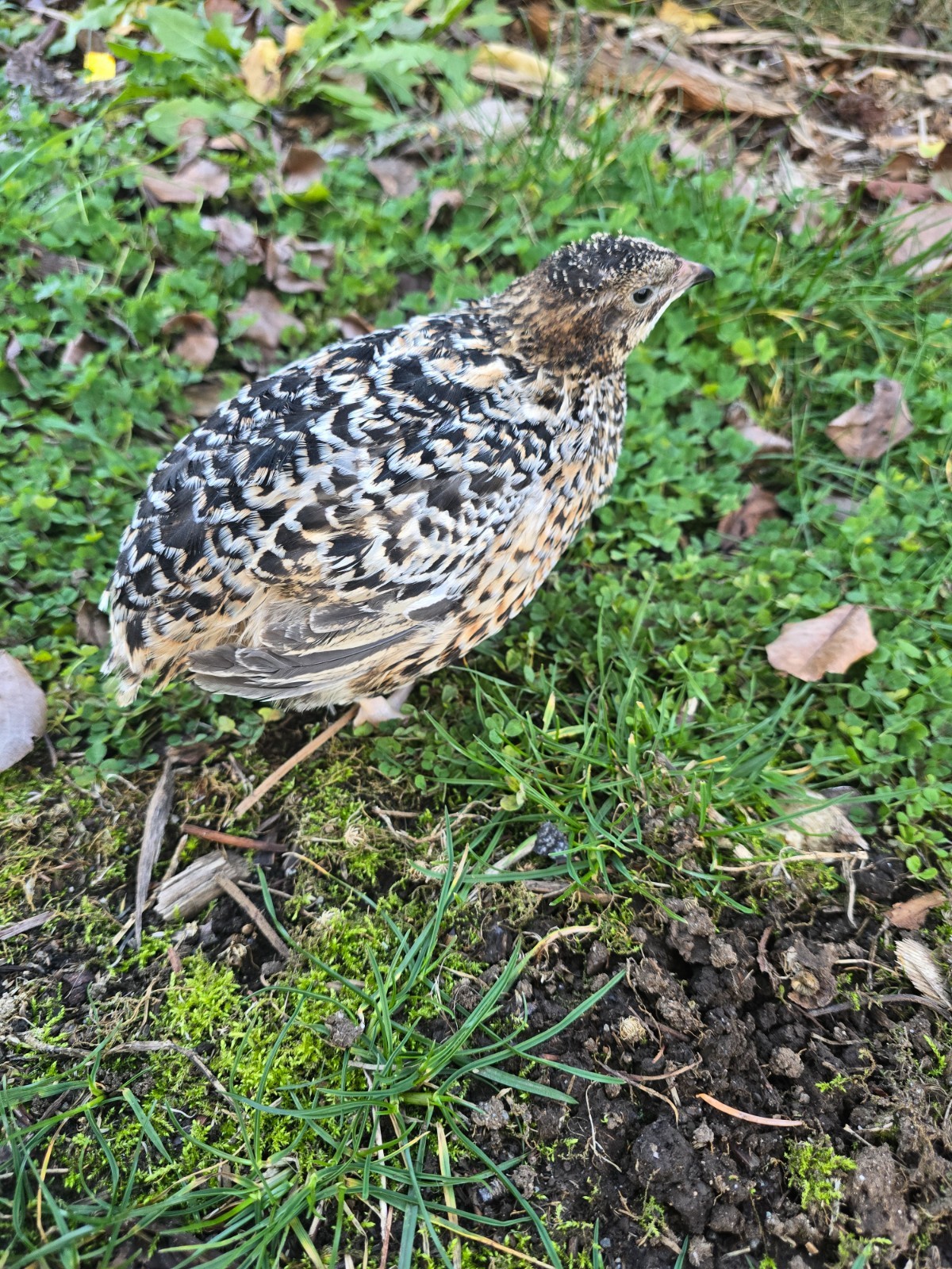 Jumbo Pansy Rotkopf Coturnix Quail Hatching Eggs