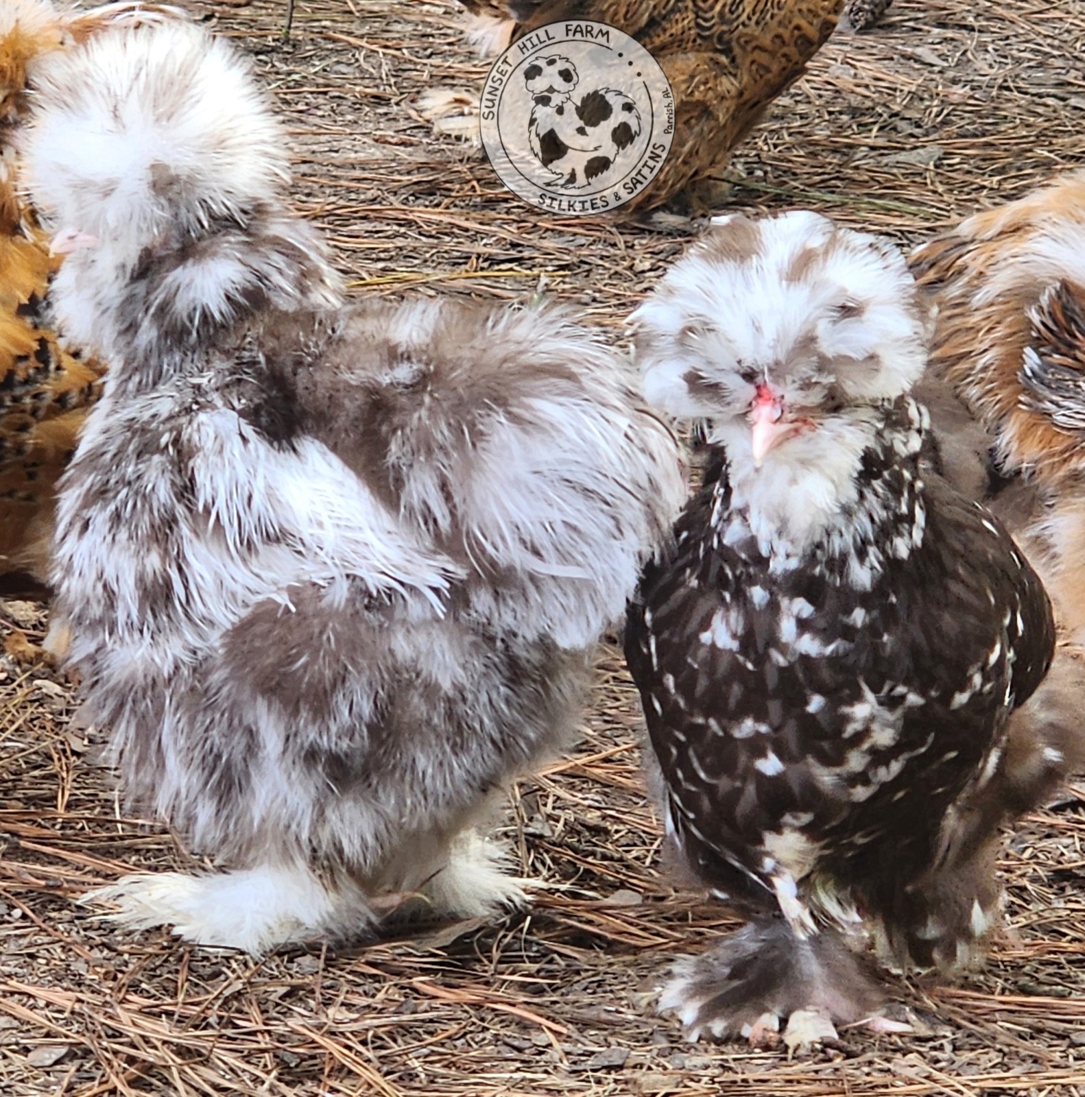 Silkie hatching eggs 6 Chocolate Mauve Mottled Silkie, Showgirl, Frizzle NPIP