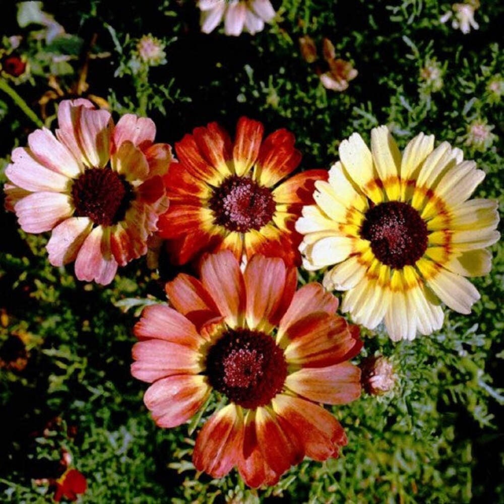 300 PAINTED DAISY SEEDS | SALE FREE SHIPPING NON GMO HEIRLOOM
