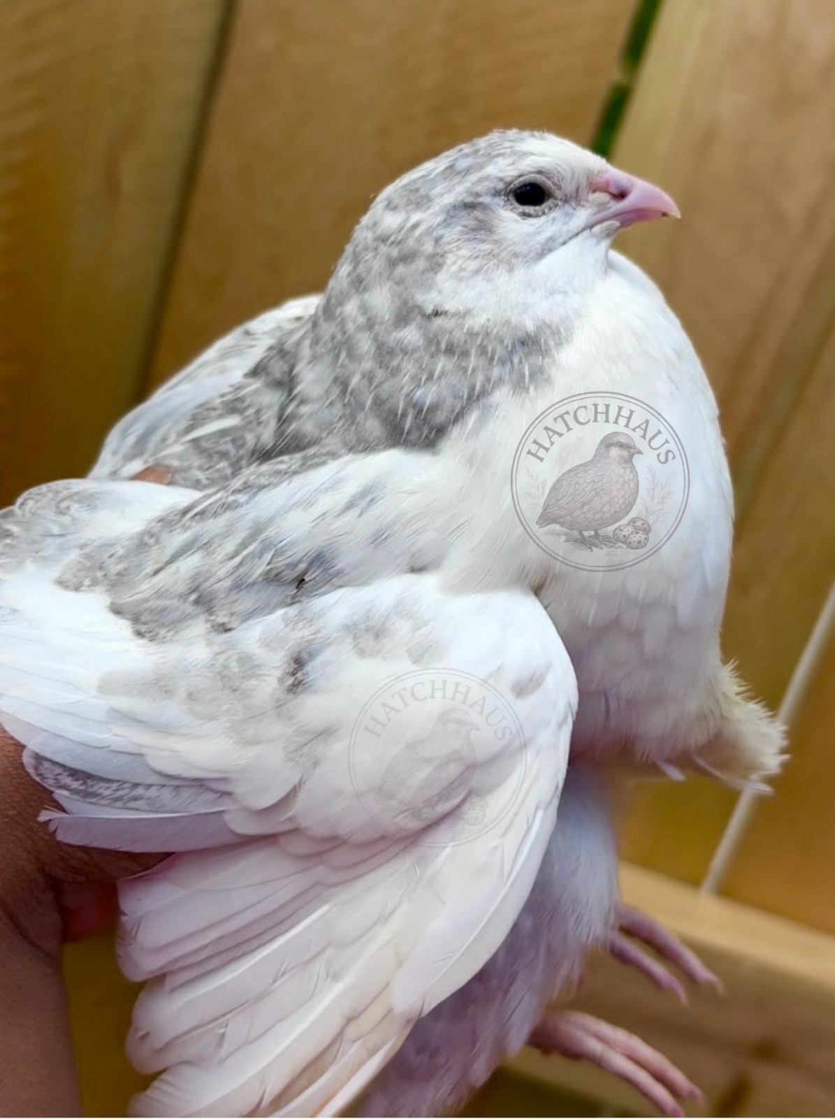 36 Assorted RARE COLORS Coturnix Quail Hatching Eggs - shipped in foam