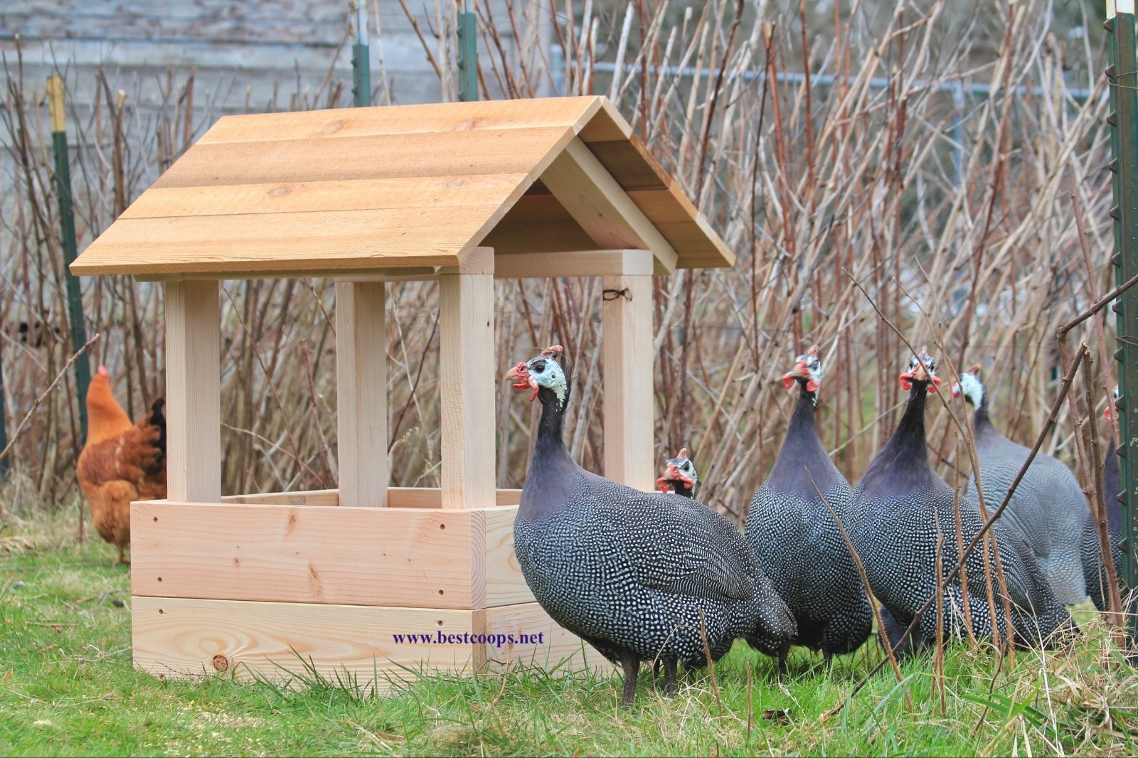 6+ Pearl Guinea Fowl Hatching Eggs