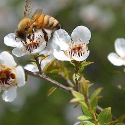 Manuka Honey Drops 400+ MGO with Ginger & Lemon
