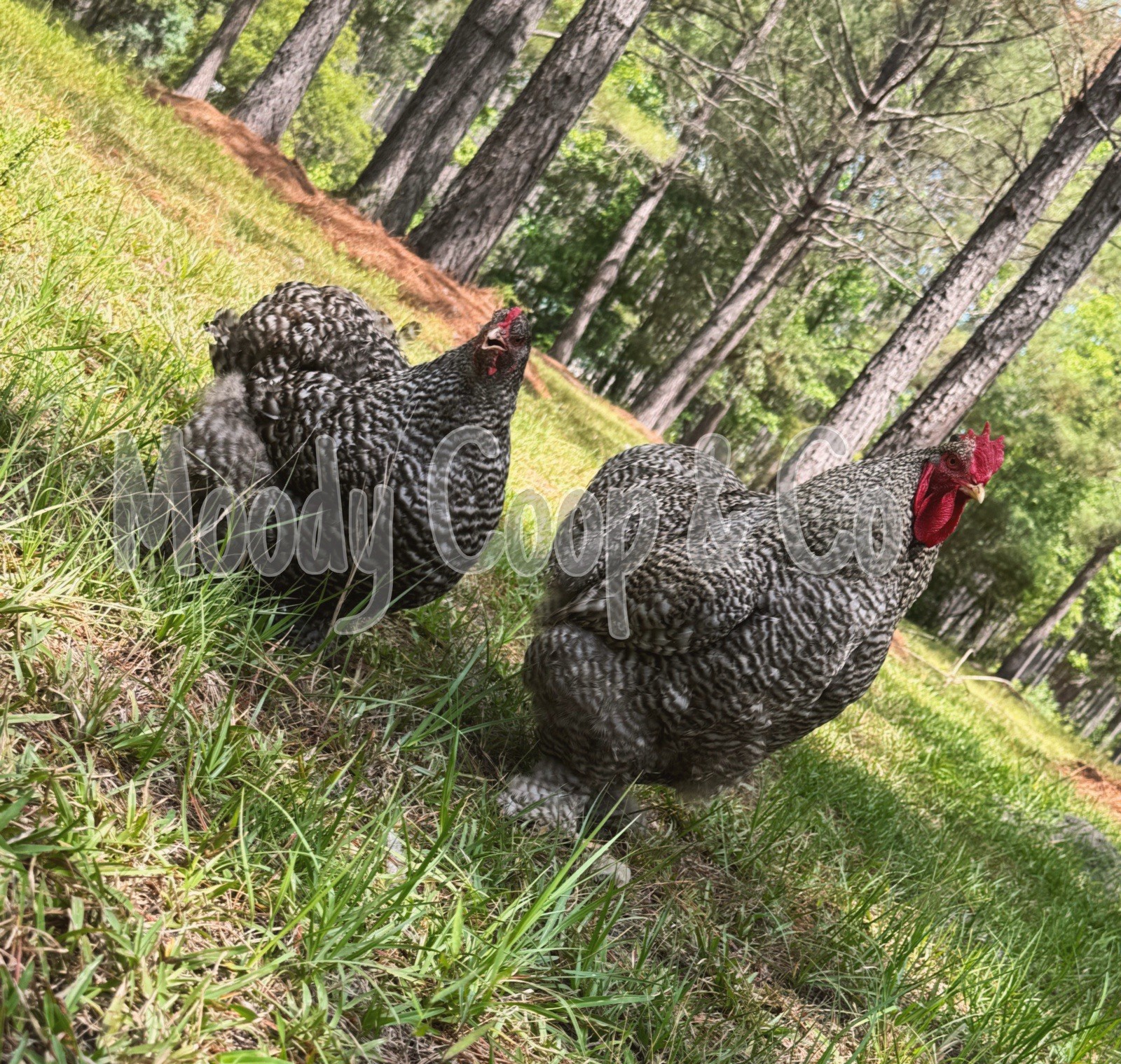 6+ Fertile Large Fowl Barred Cochin Hatching Eggs 🐣