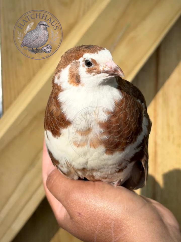 30+ RAINBOW RARE COLORS Coturnix Quail Hatching Eggs FREE SHIPPING