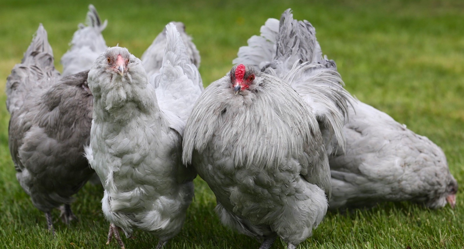 10++ NPIP Lavender Ameraucana Hatching Eggs - Read Description