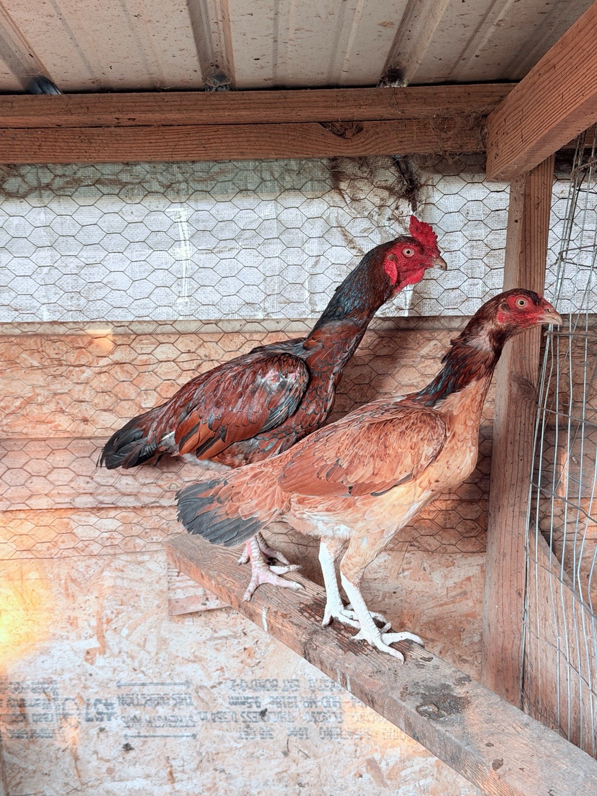 4 Indian Original Hatching Eggs Purebred Rare Breed