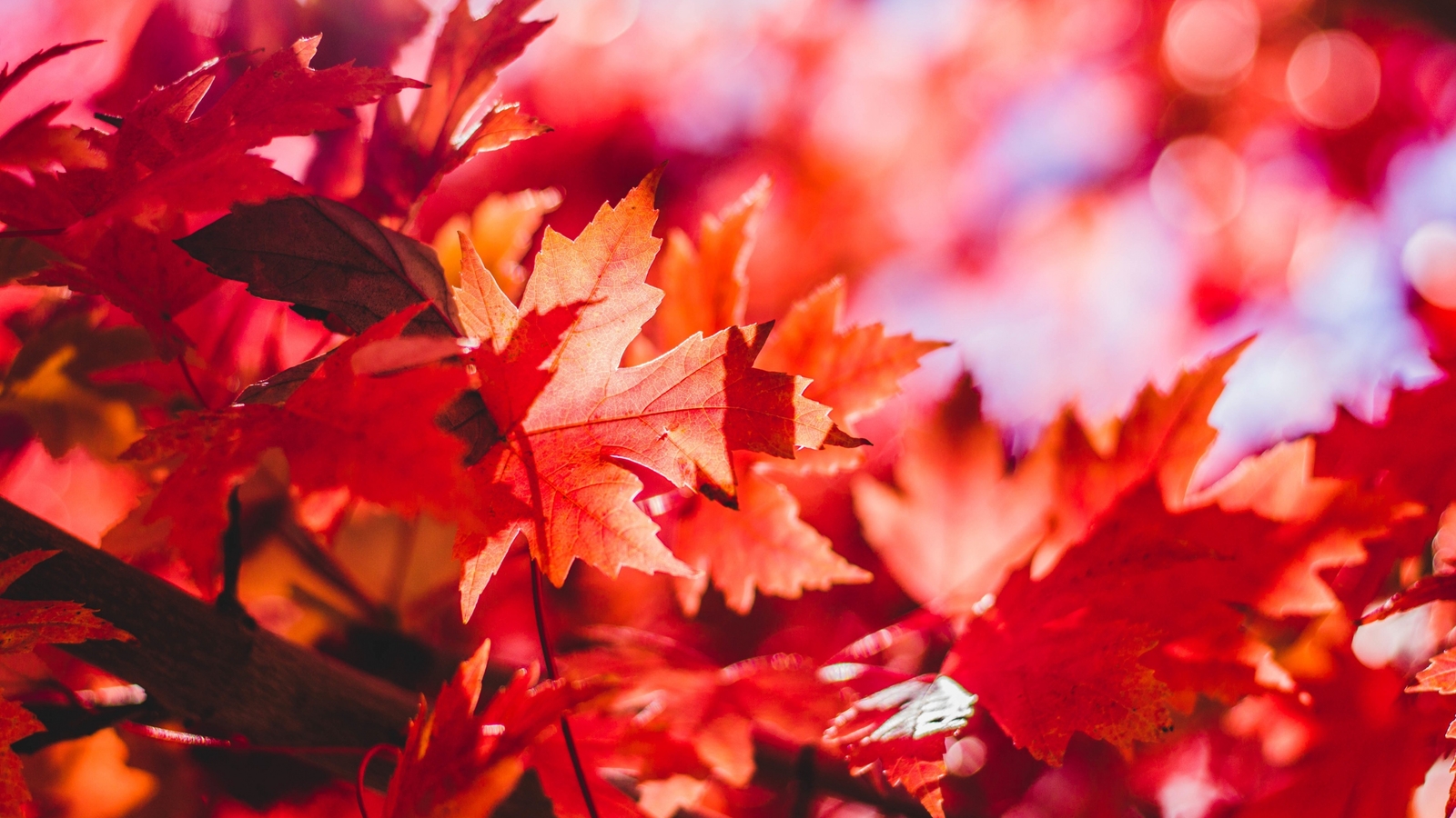 Landscape forest leaves fall Custom Gaming Mat Desk
