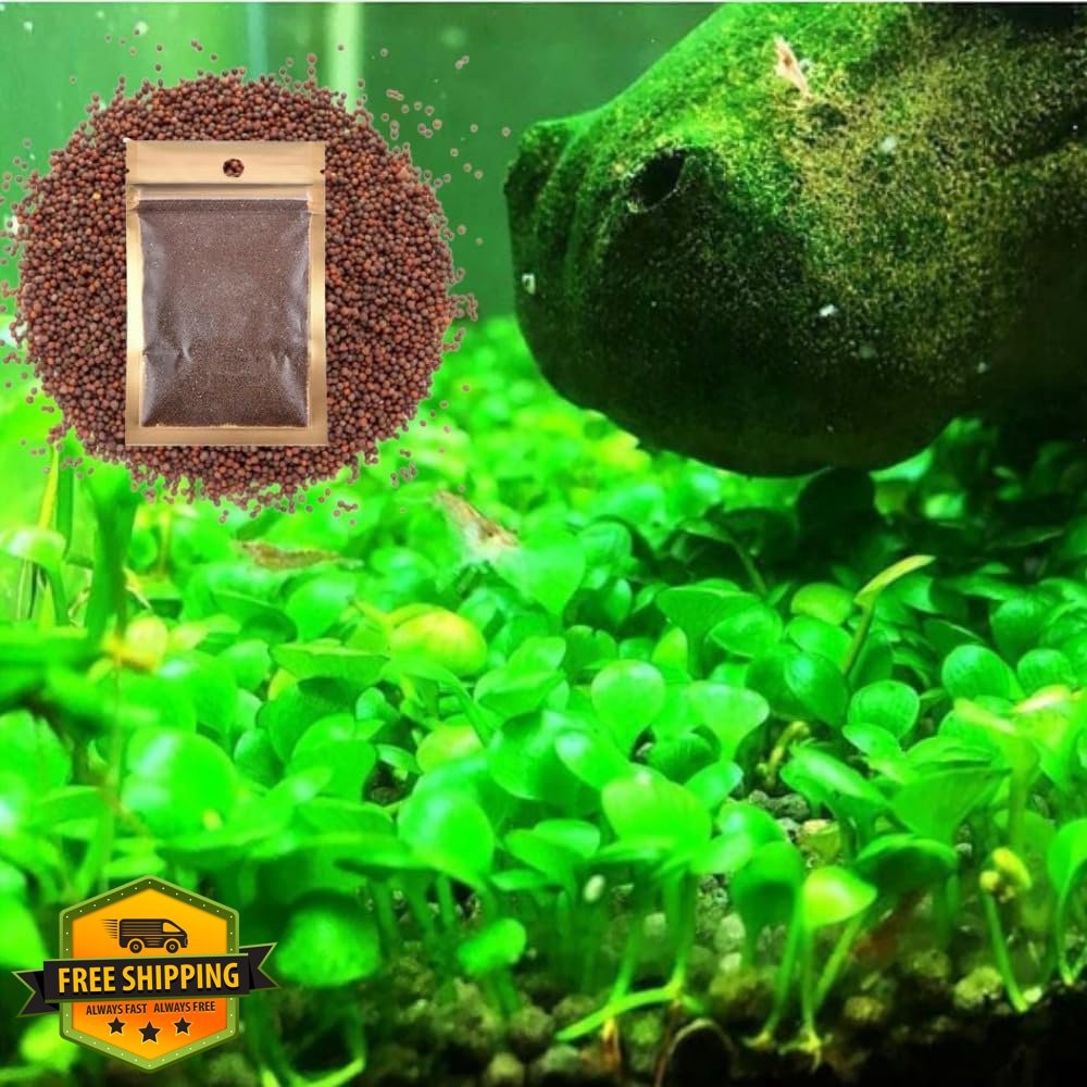 Freshwater Aquarium Decor Easy Growing Dwarf Carpet Big Leaf