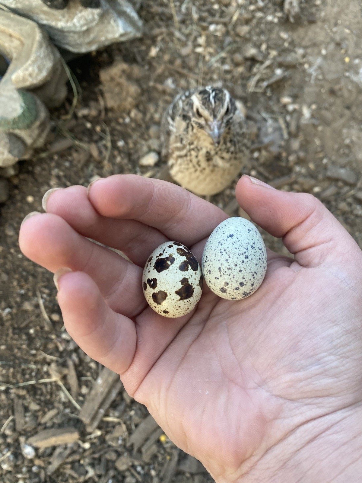 Buy 1 Get One Free! Rare Coturnix Quail Egg Hatching. Beautiful Colors To Colect