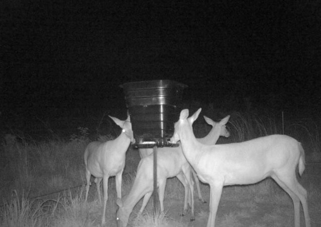 Deer Feeder T-Post 50 or 100 pound gravity feeder FREE SHIPPING