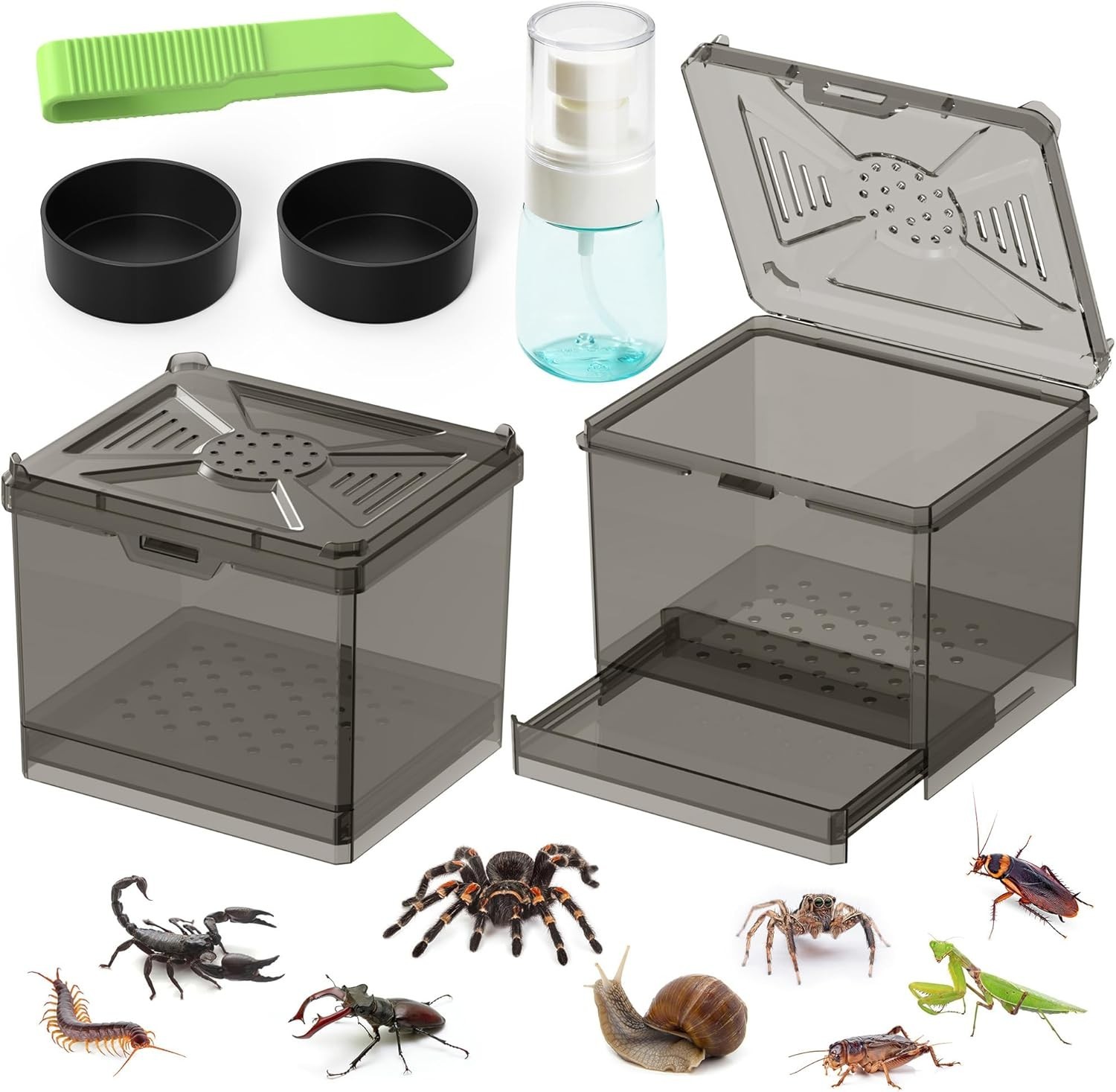 Spider Habitat Kit - Ready-to-Use Box for Small Insects,Dubia Roach, Cockroaches