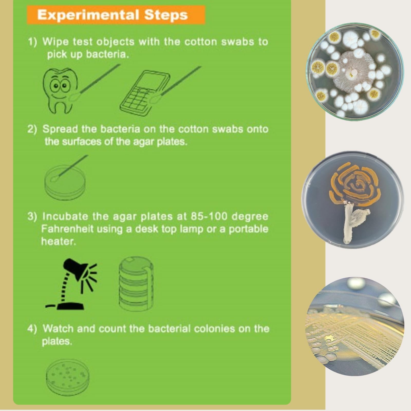 EZ BioResearch Bacteria Science Kit (IV): Top Fair Medium, Clear