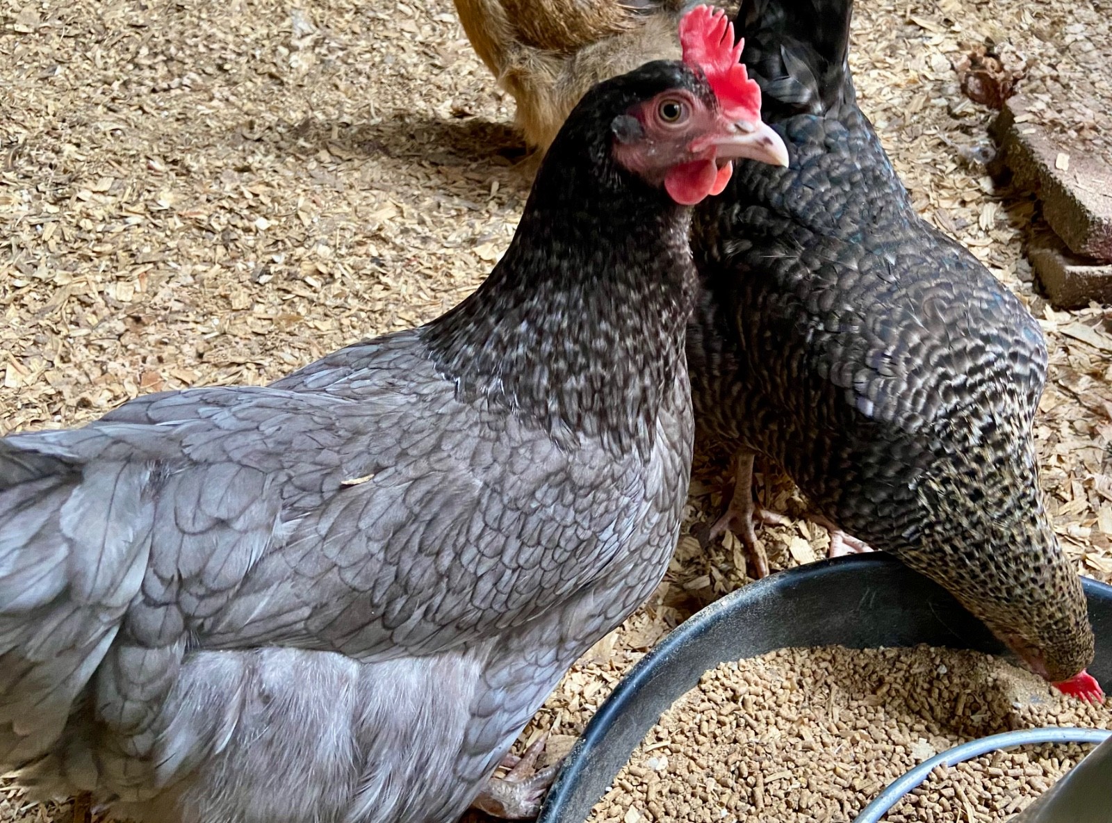 Chicken Hatching Eggs, (20) , Mixed Barnyard Flock, Wyandotte, Easter E etc.