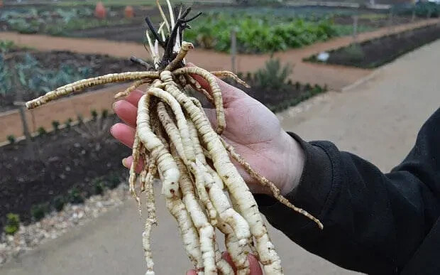 Organic Skirret Starter Plants - (Sium sisarum) - Easy to Grow Root Vegetable