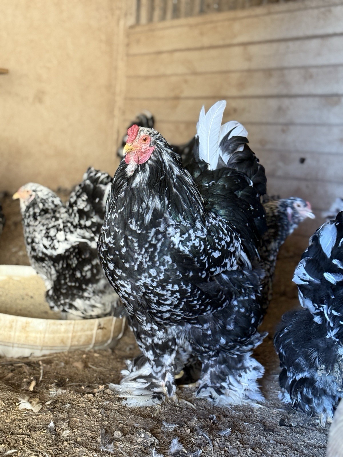 12++ Assorted RARE Color Brahma Hatching Eggs