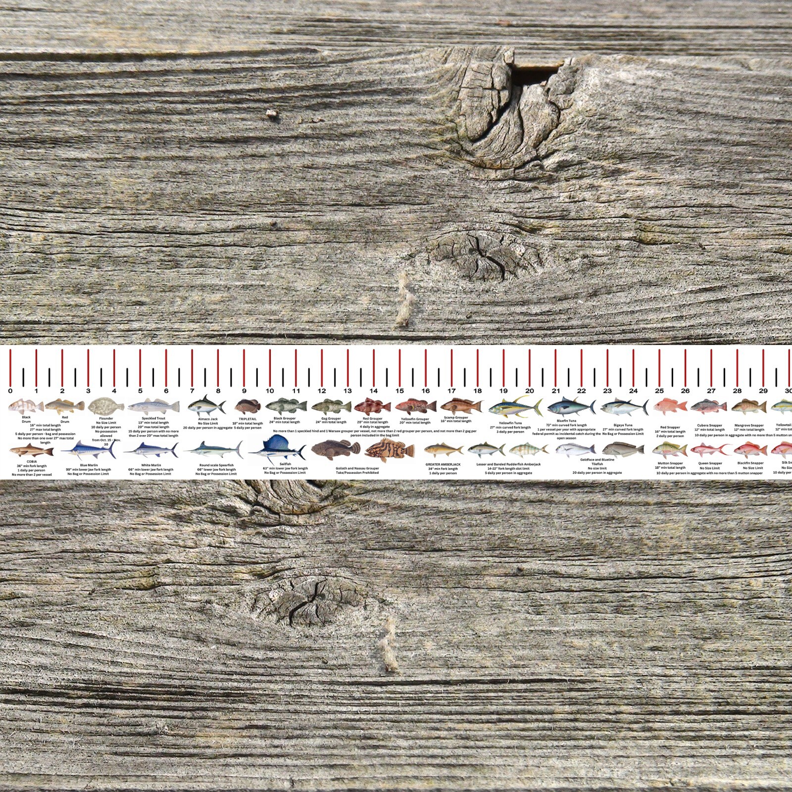 LOUISIANA SALTWATER FISH IDENTIFICATION AND REGULATIONS 50 INCH RULER DECALS