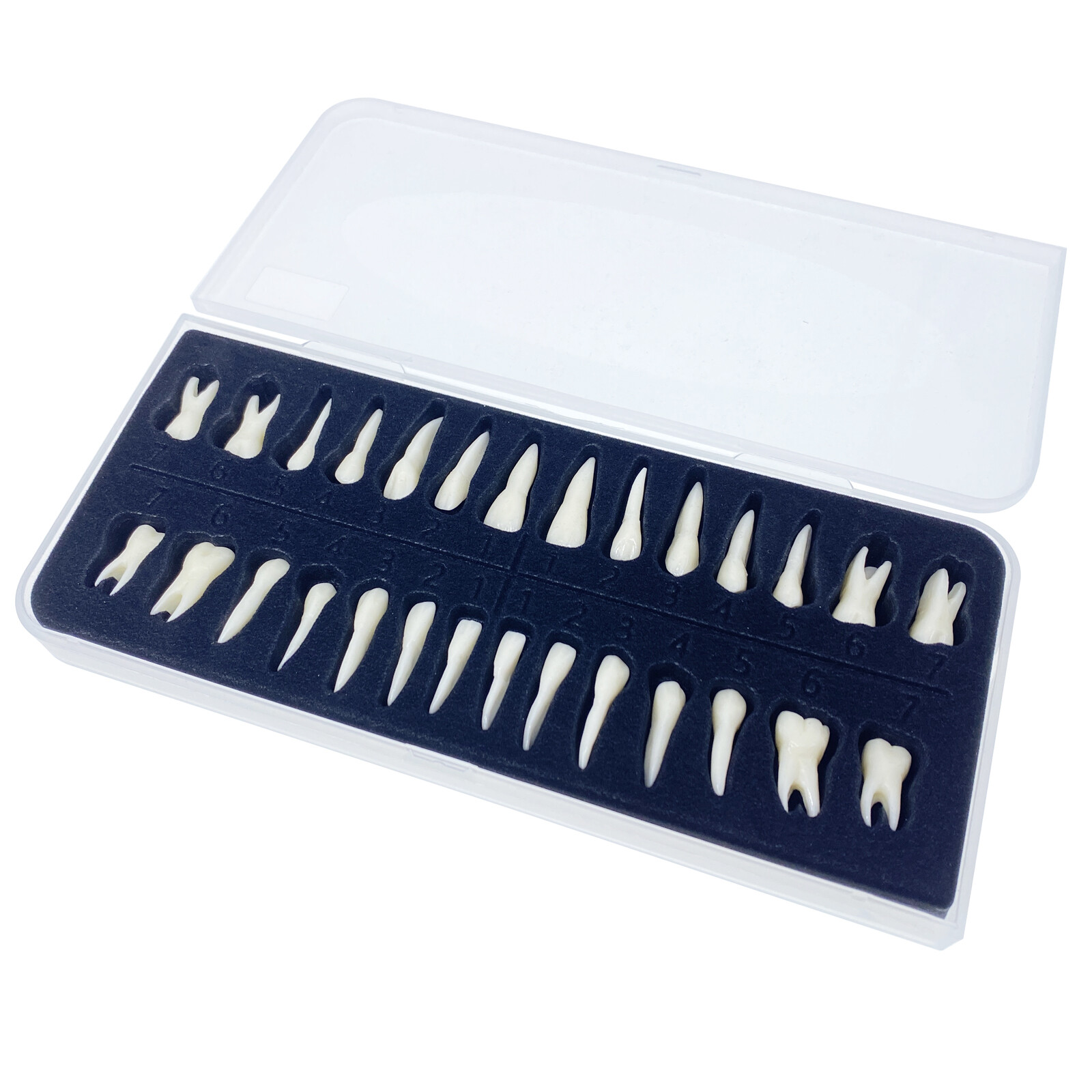28* Resin Dental Permanent Teeth Model Discrete tooth model with root Simulation
