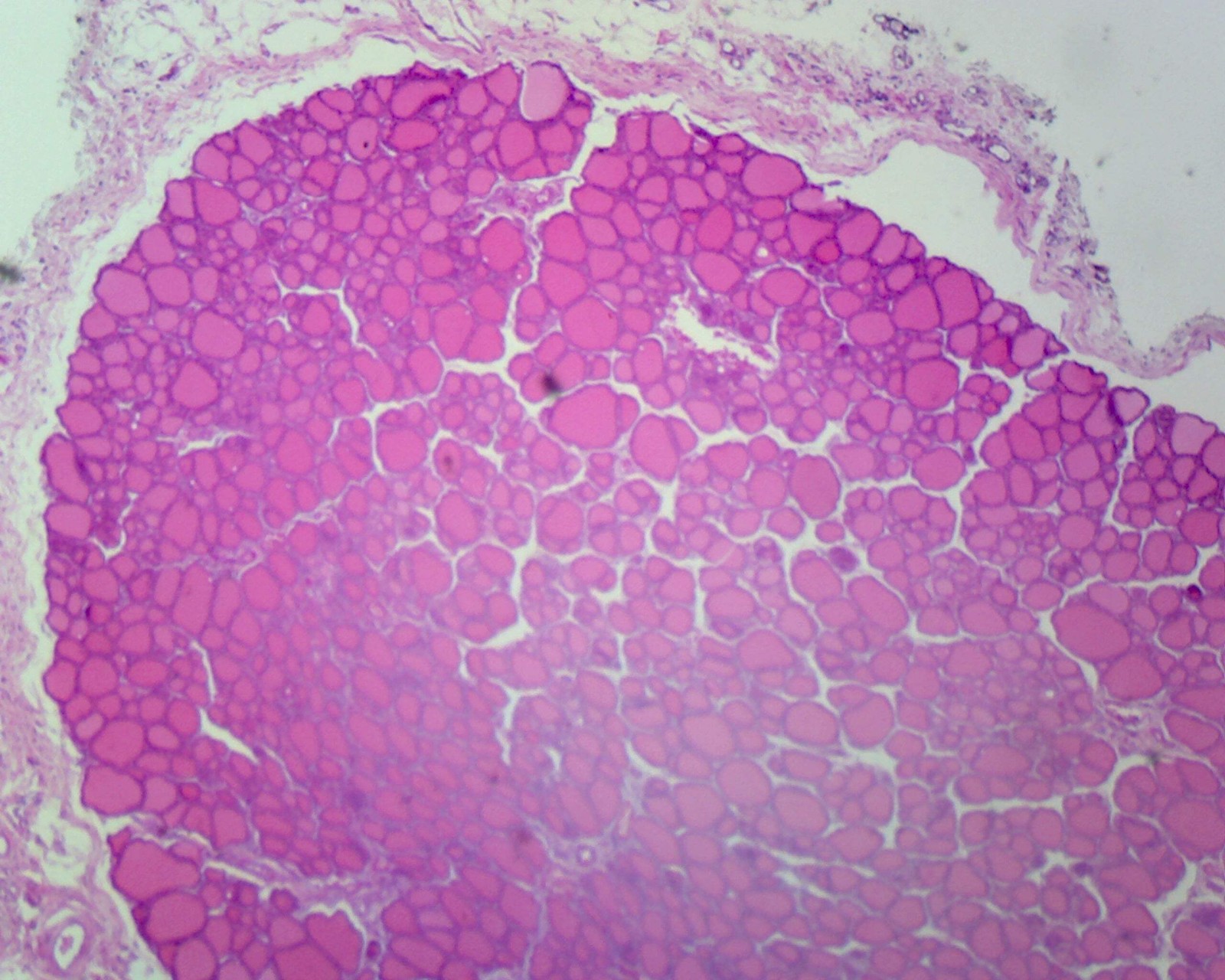 Simple Cuboidal Epithelium, Mammalian; Section