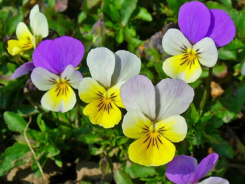 4 oz Candle Scent Oil-WILD PANSIES