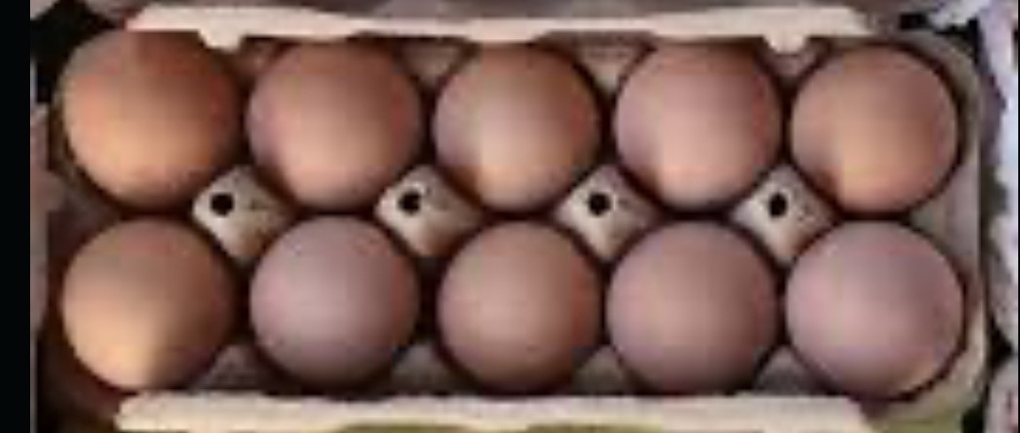 Pure Bred White Light Brahma Fertilized Chicken Hatching 12 Eggs
