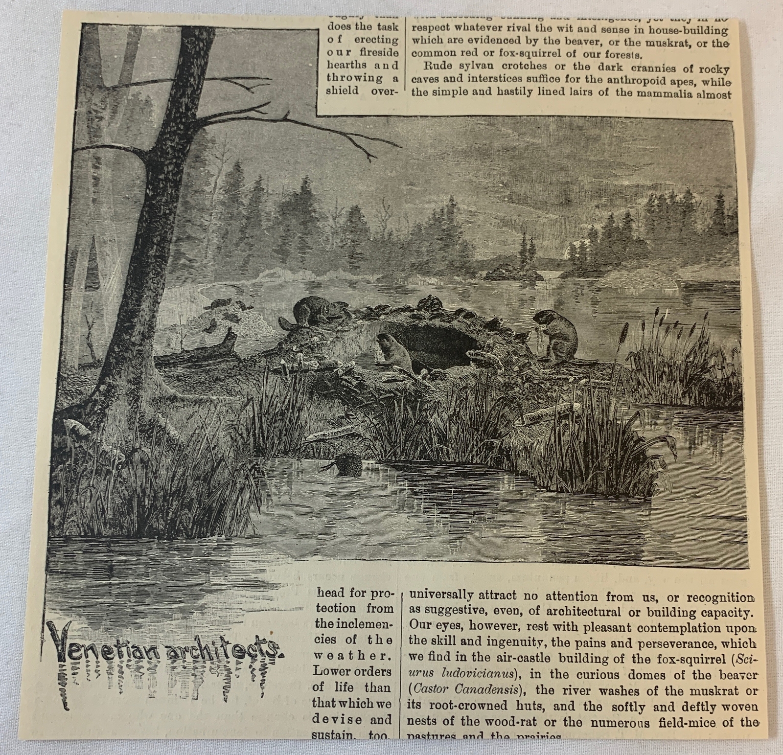 1886 magazine engraving~ BEAVERS Venetian Architects