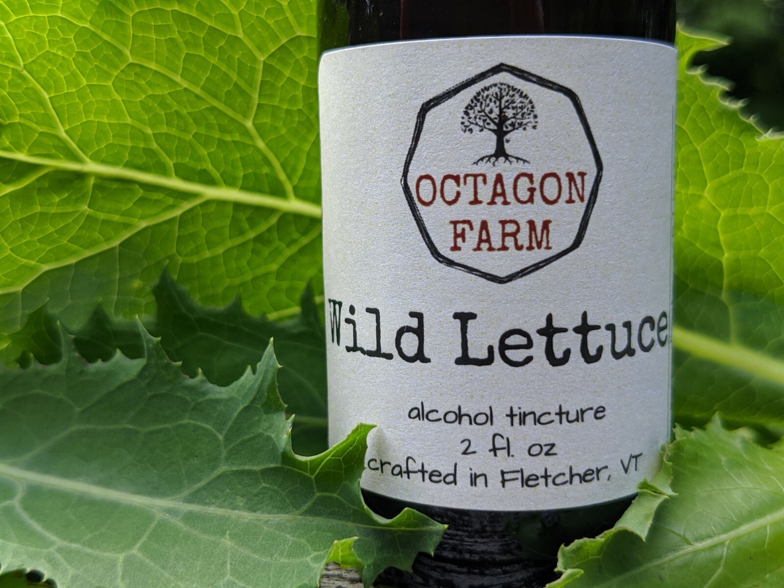 Wild Lettuce Tincture herbal extract sleep resin opium sedative insomnia pain