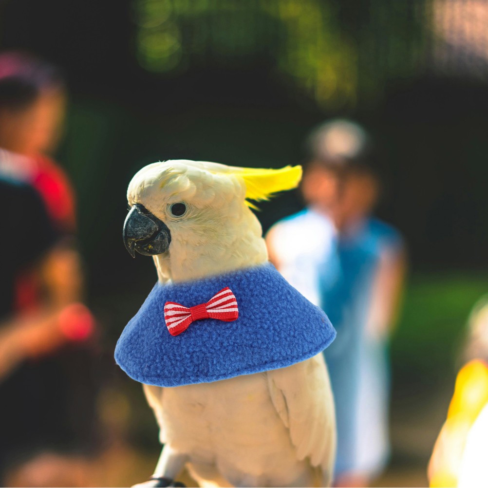 2Pcs Reusable Elizabethan Collars for Parrots Bird Postoperative Neck Cone